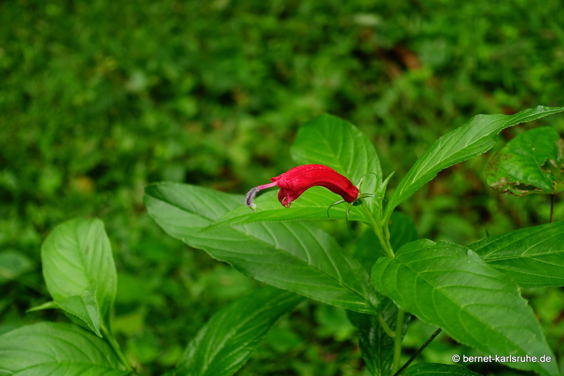 20-03-03-tobago-regenwald-glockenblumengewaechs-002.jpg