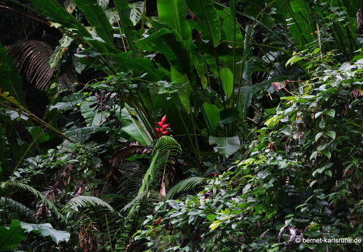 20-03-03-tobago-regenwald-heliconia-