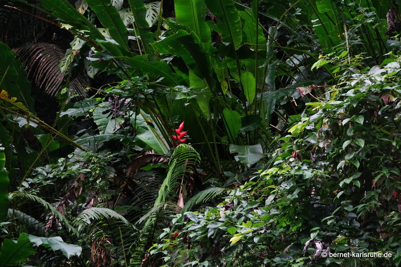 20-03-03-tobago-regenwald-heliconia-.jpg
