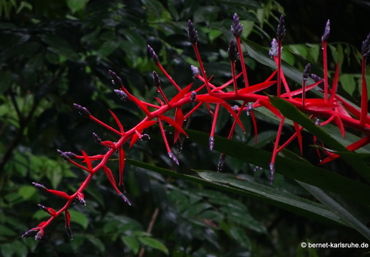 20-03-03-tobago-regenwald-051