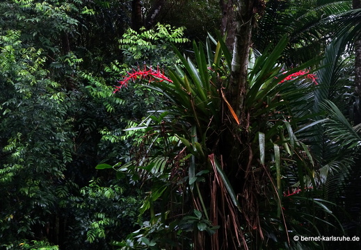 20-03-03-tobago-regenwald-048