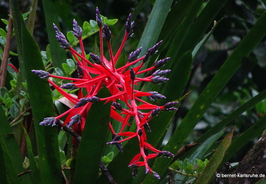 20-03-03-tobago-regenwald-036