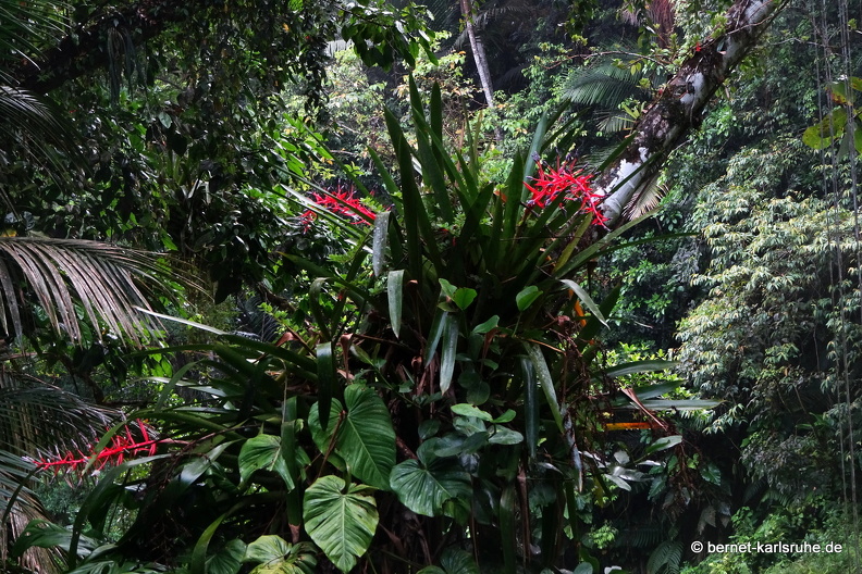 20-03-03-tobago-regenwald-032.jpg