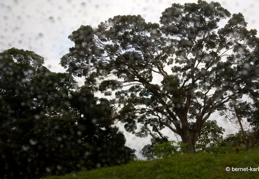 20-03-03-tobago-regenwald-010