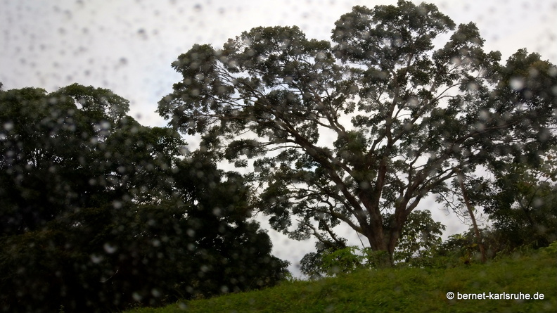20-03-03-tobago-regenwald-010.jpg