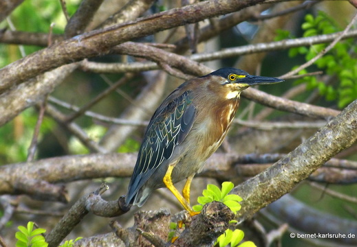 20-03-12-bonaccord-reiher-