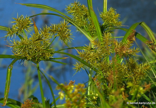 20-03-11-bonaccord-015