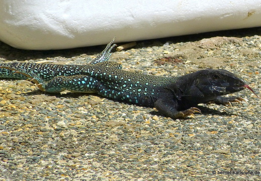 20-03-11-bonaccord-palm breezevilla-echse-