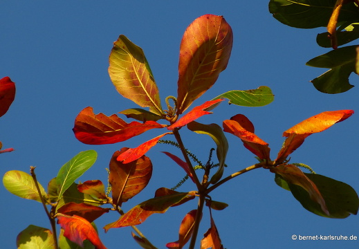 20-03-11-bonaccord-palm breezevilla-001