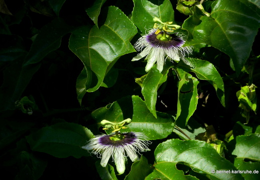 20-03-10-bonaccord-palmbreezevilla-passionsbluete-