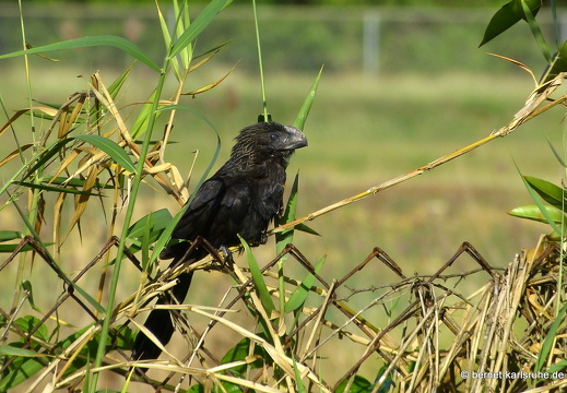 20-03-10-bonaccord-021