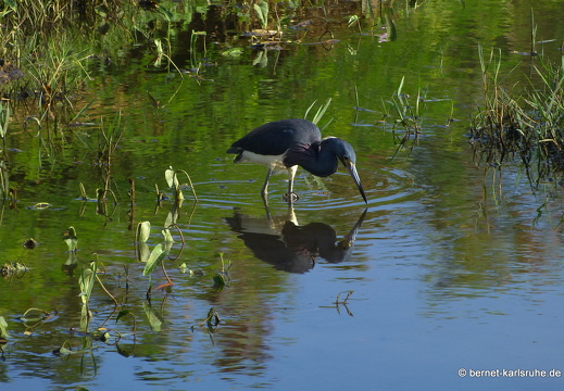 20-03-10-bonaccord-reiher-003