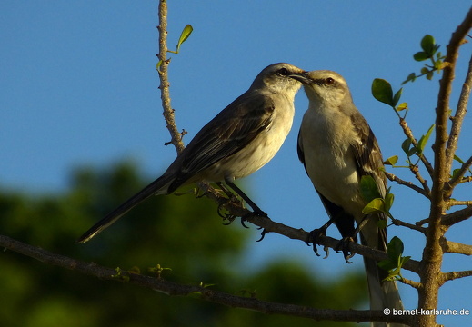 20-03-08-bonaccord-spottrossel-001