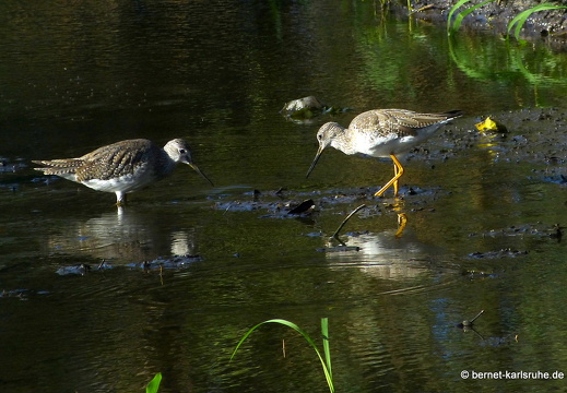20-03-07-bonaccord-gelbschenkel-004