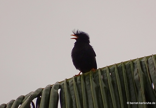 15-01-11-vientiane-regentag-050