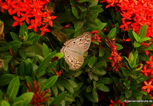 15-01-12-vientiane-schmetterling-011