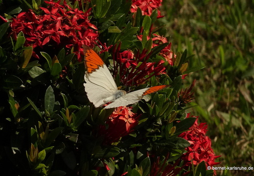 15-01-14-ban keun-100