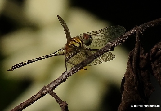15-01-15-ban keun-goldlibelle-216