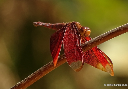 15-01-15-ban keun-rote libelle-180