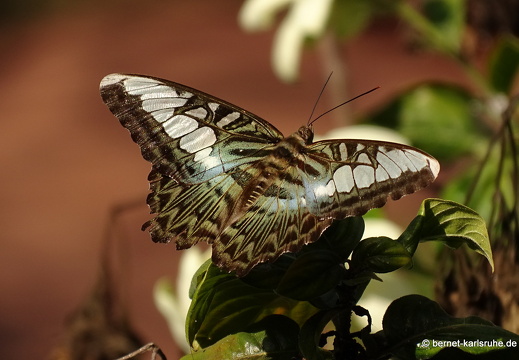 15-01-15-ban keun-schmetterling-unbekannt-221