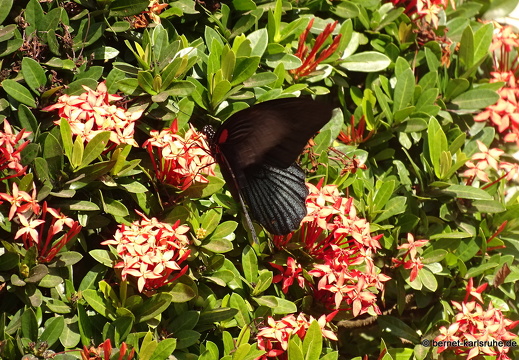 15-01-15-ban keun-schwarzer schmetterling-unbekannt-250