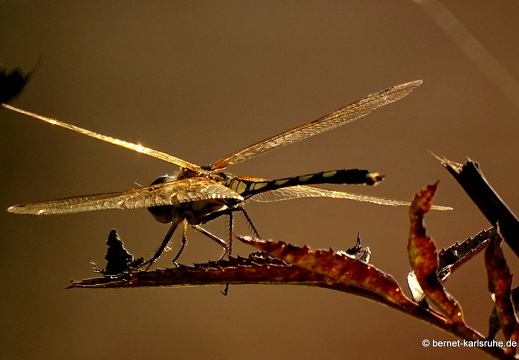 15-01-16-ban keun-libelle unbekannt-358