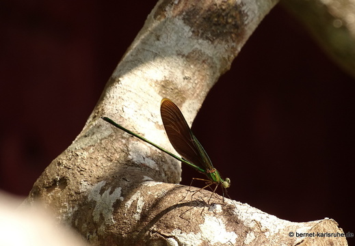 15-01-16-ban keun-prachtlibelle-327