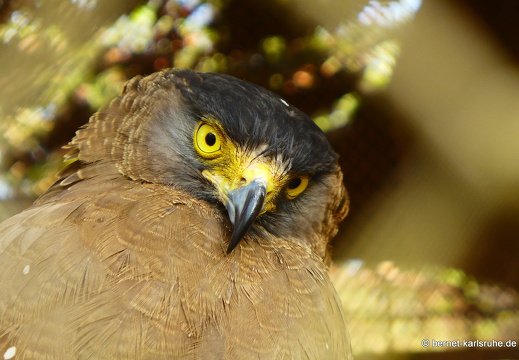 15-01-17-ban keun-zoo-025