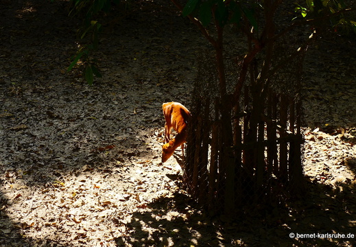 15-01-17-ban keun-zoo-152