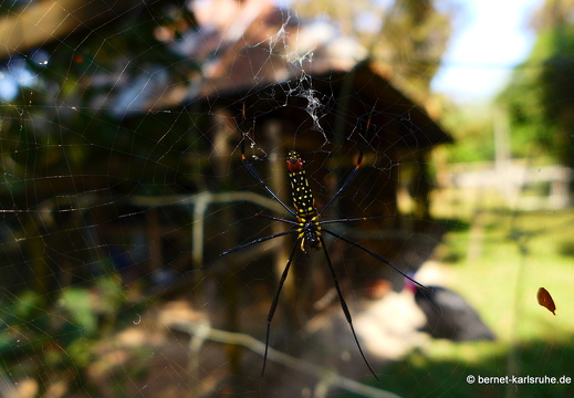 15-01-17-ban keun-zoo-179