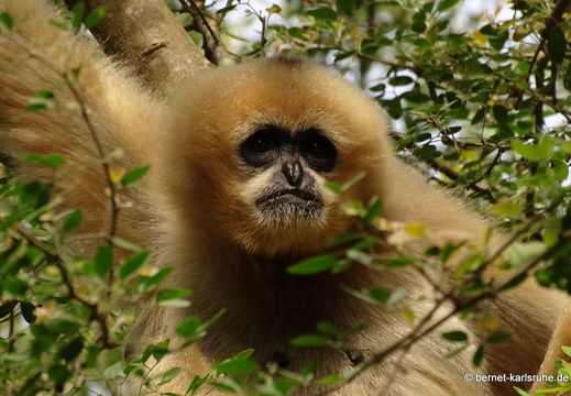 15-01-17-ban keun-zoo-affen-135