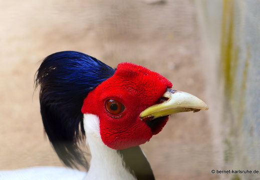 15-01-17-ban keun-zoo-haehne-039