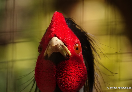 15-01-17-ban keun-zoo-haehne-162