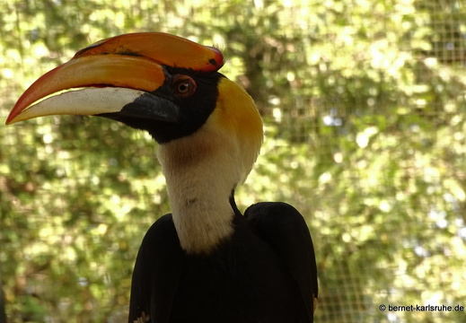 15-01-17-ban keun-zoo-hornbill-231