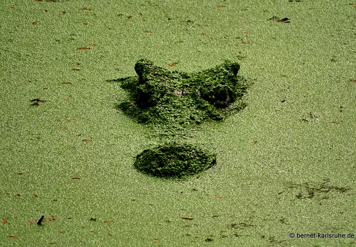 15-01-17-ban keun-zoo-krokodile-058