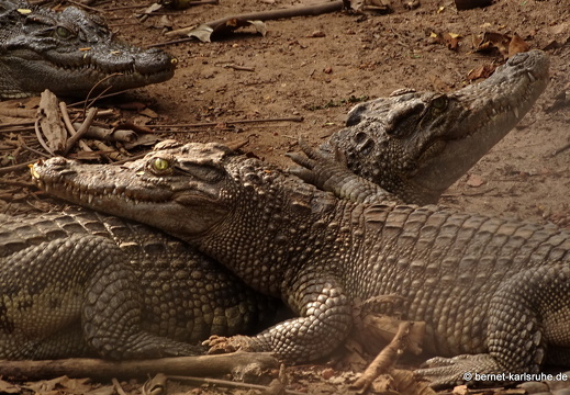 15-01-17-ban keun-zoo-krokodile-079