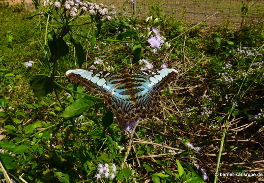 15-01-17-ban keun-zoo-schmetterling-braun-blau-205