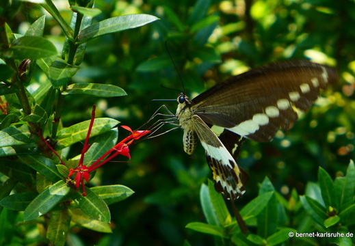 15-01-17-ban keun-zoo-schmetterling-braun-weiss-257