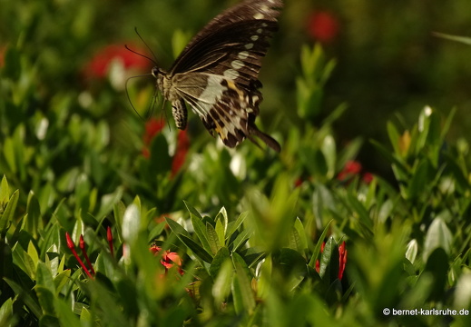 15-01-17-ban keun-zoo-schmetterling-braun-weiss-256