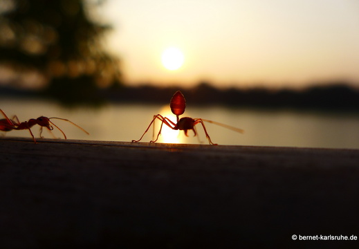 15-01-18-ban keun-ngum-sonnenuntergang-277