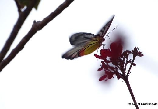 15-01-18-ban keun-schmetterling-gelb-orange-unbekannt-207