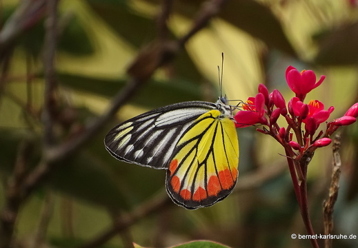 15-01-18-ban keun-schmetterling-painted jezebel