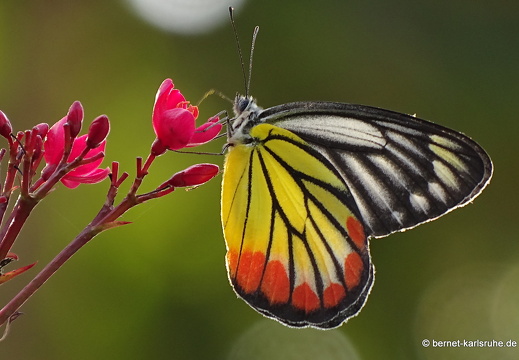 15-01-18-ban keun-schmetterling-painted jezebel-001