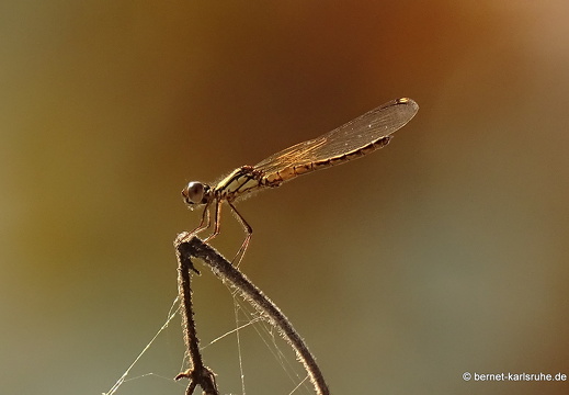 15-01-19-ban keun-kleine libelle-239