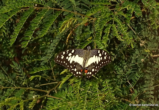 15-01-19-ban keun-schmetterling-unbekannt-braun-weiss-204
