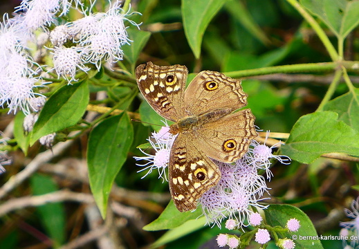 15-01-21-vangvieng-schmetterling-braund-unbekannt-171