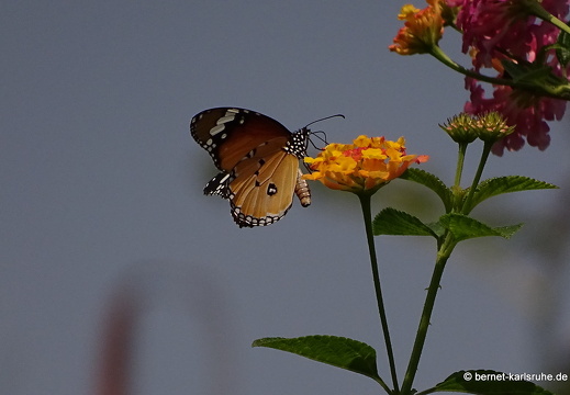 15-01-22-vangvieng-schmetterling-unbekannt-207