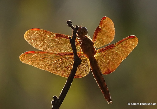 15-01-25-kasi-rote libelle-243
