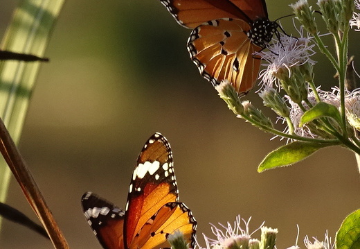 15-01-25-kasi-schmetterling-orange-braun-unbekannt-243