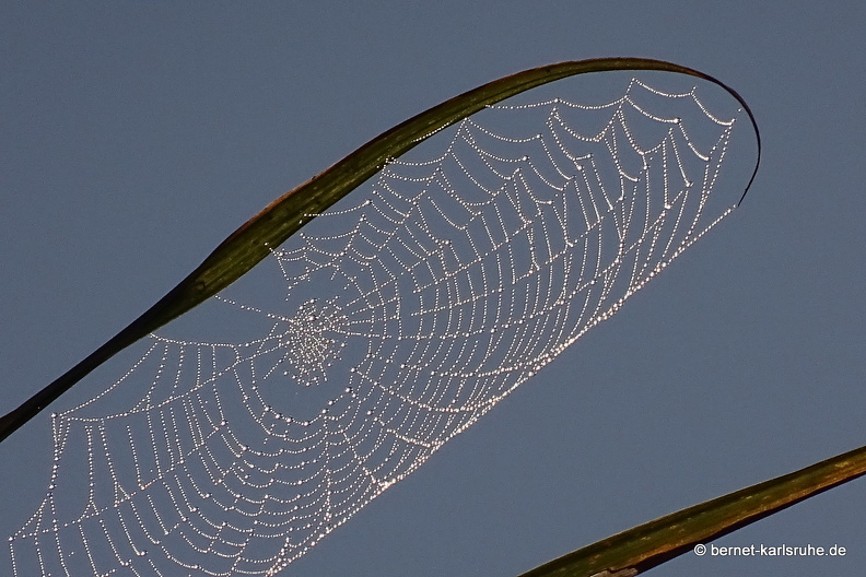 15-01-27-kasi-spinnennetz-005.JPG